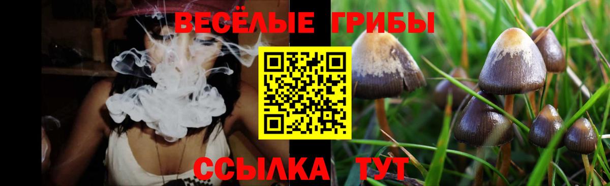 Псилоцибиновые грибы Psilocybine cubensis Малоярославец